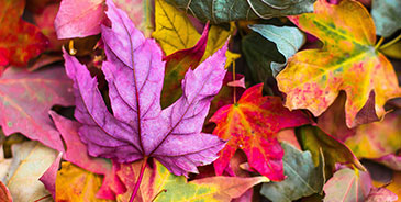 Great Tips for Your Autumn Photography this Year