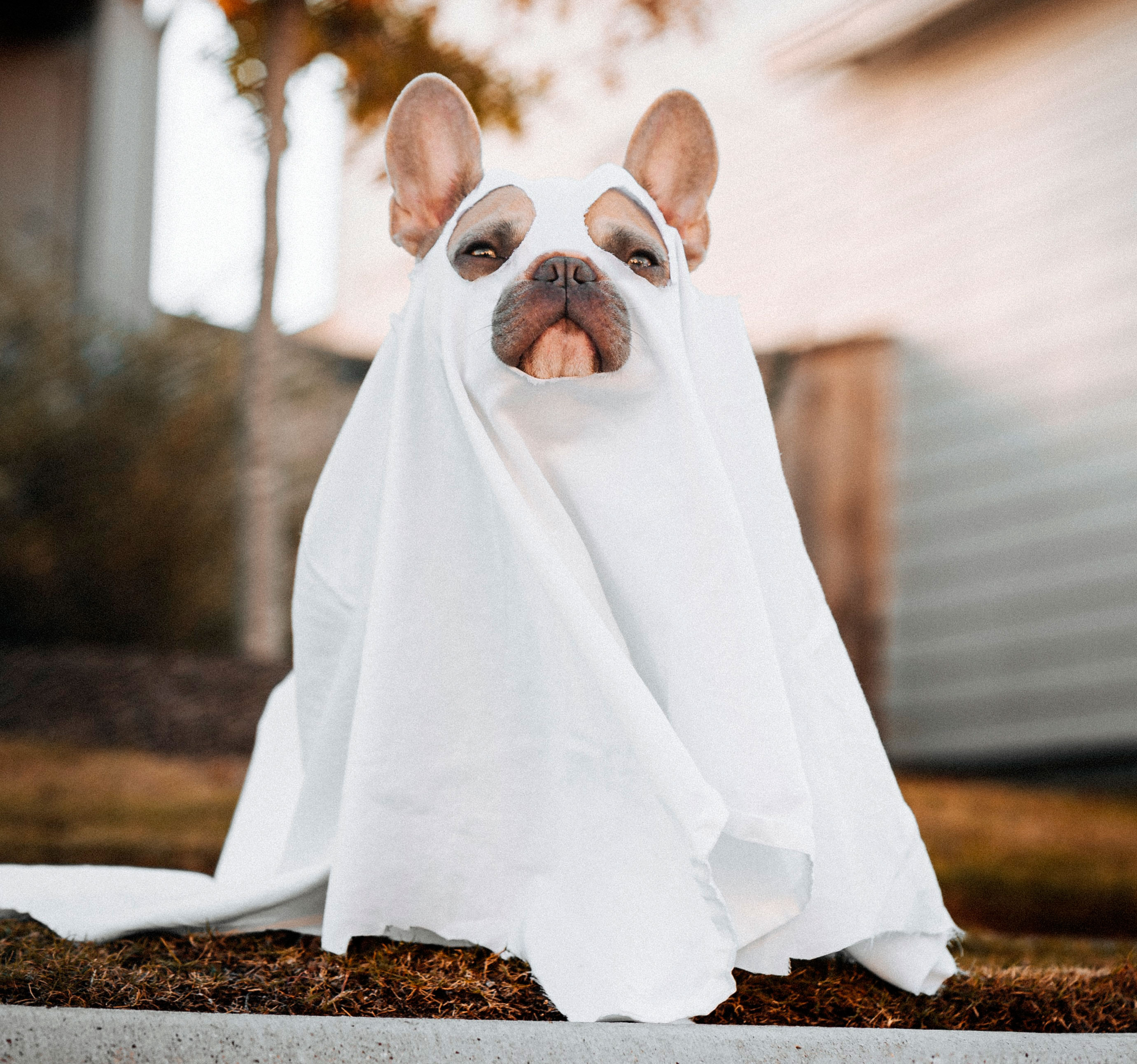 halloween dog