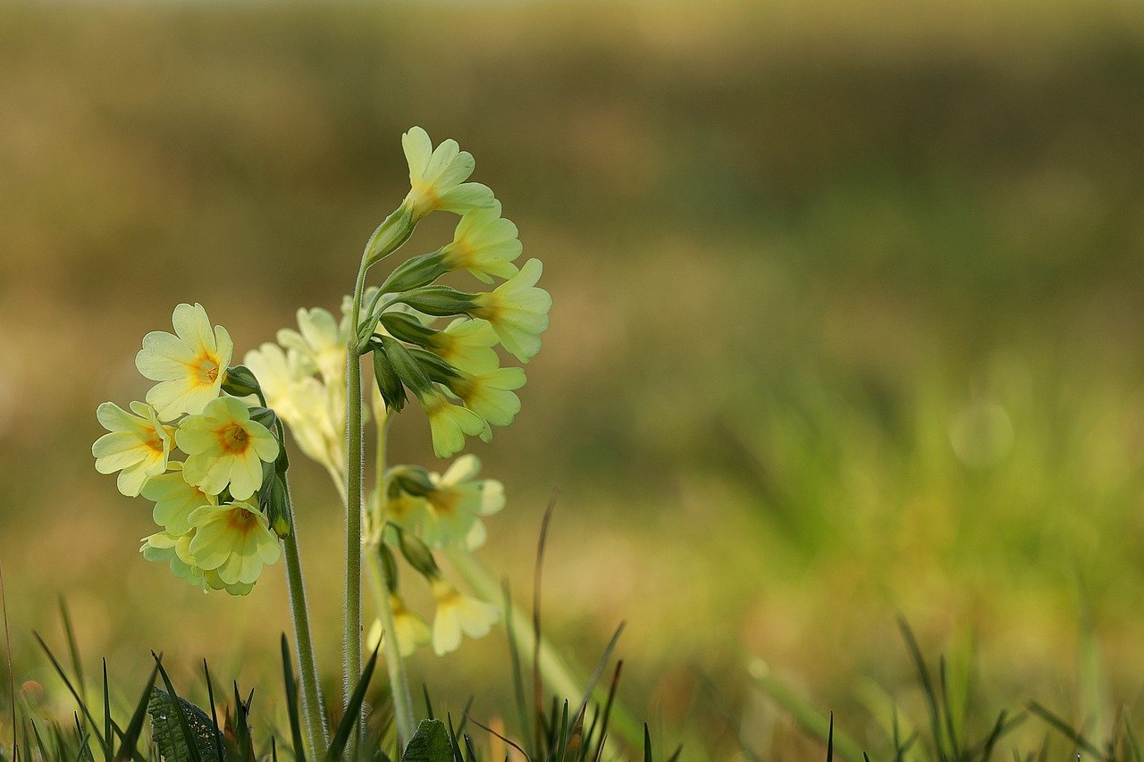 Yellow Primrose spring flower