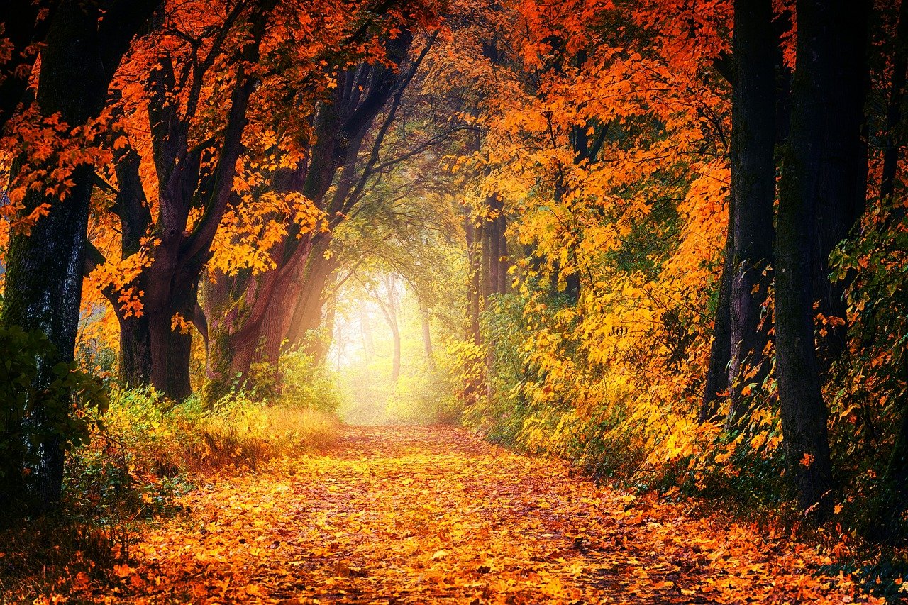 forest light