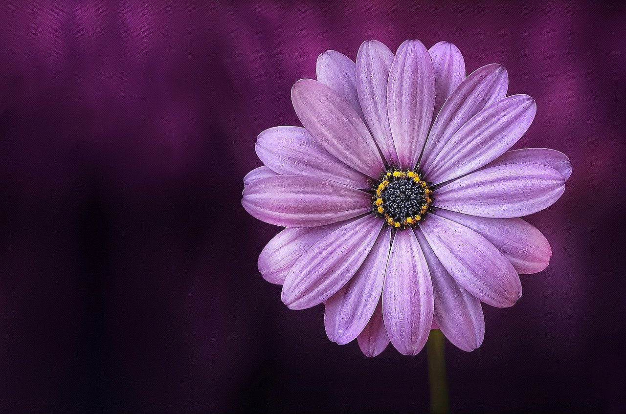 purple spring flower