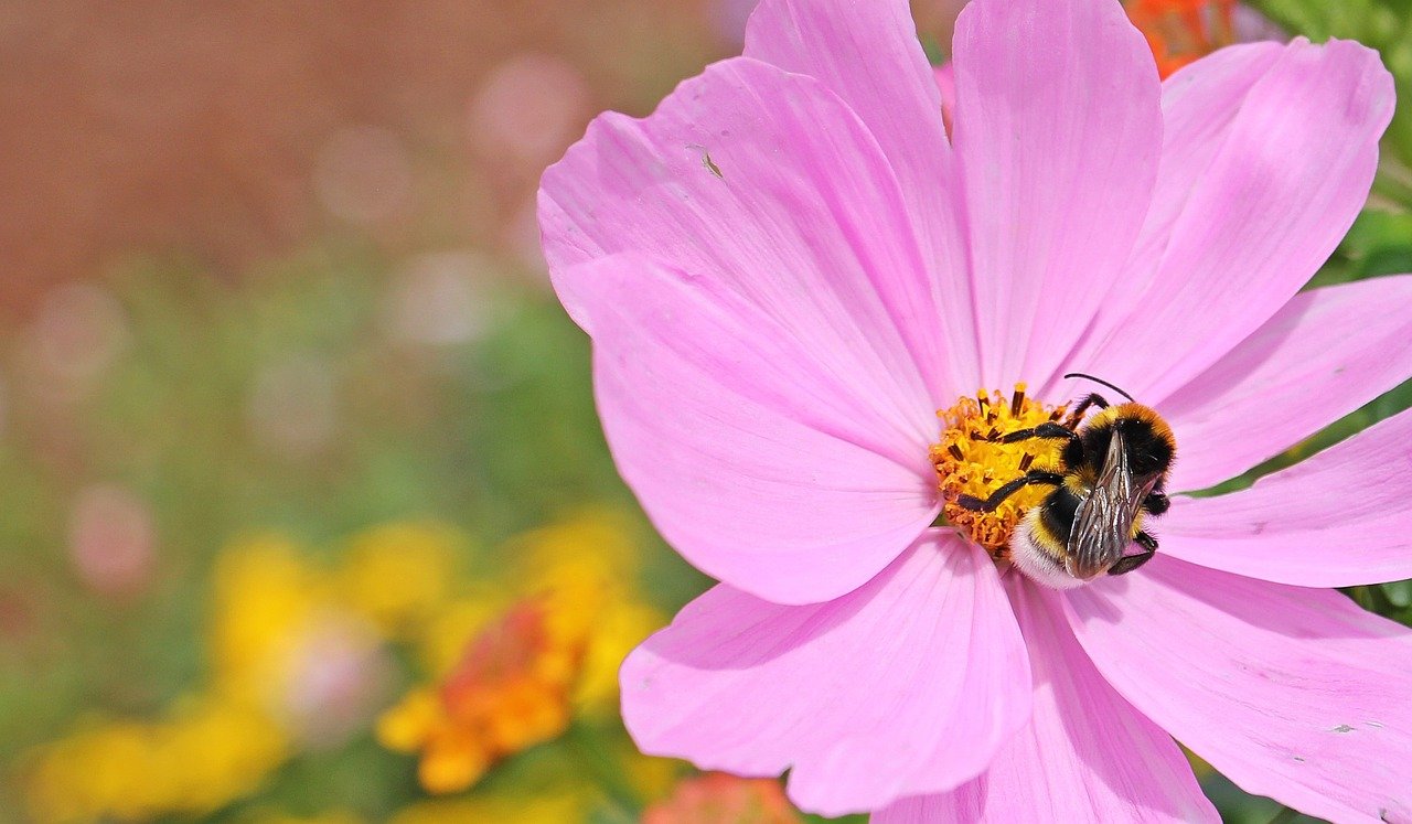 bumble bee