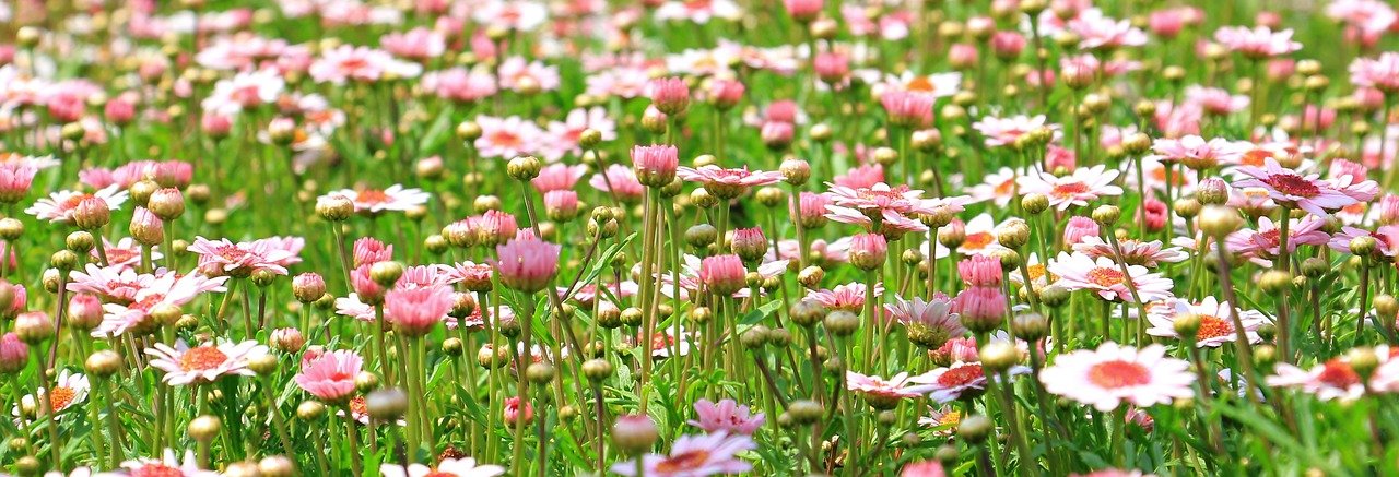 field of daisies