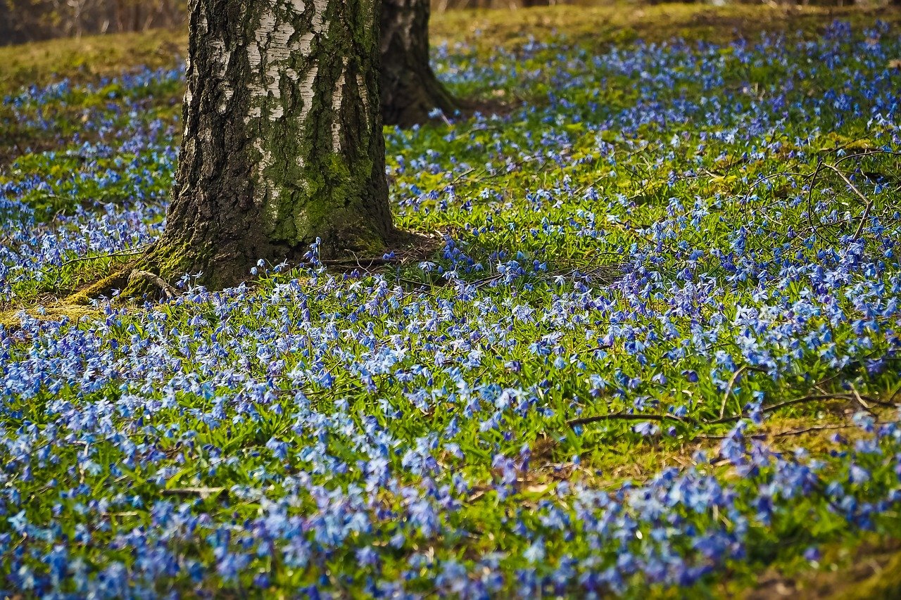 siberian squill