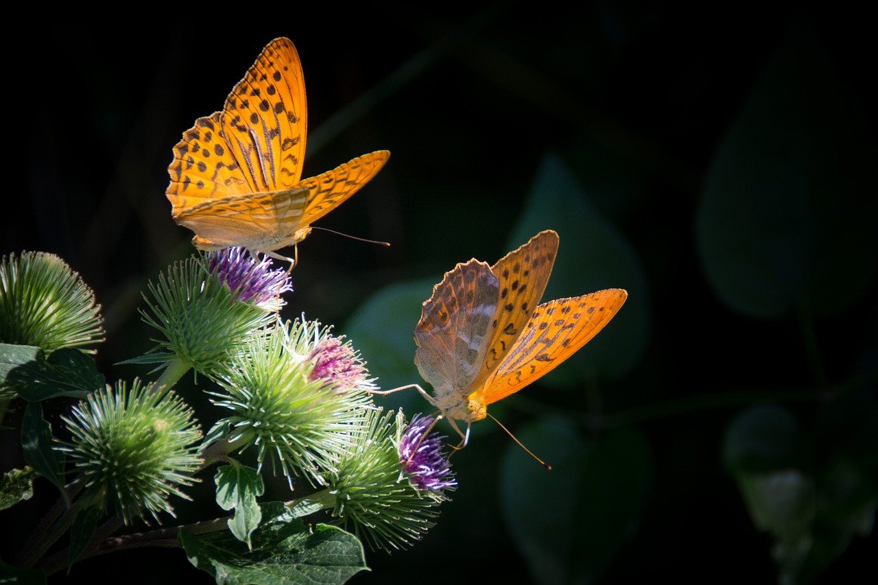 spring butterfly