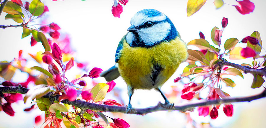spring bird on canvas art