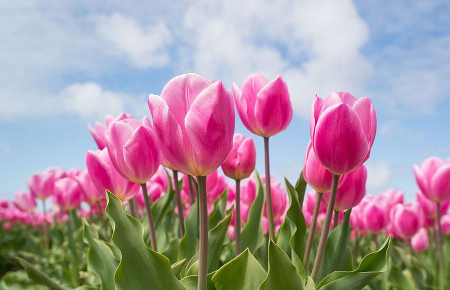 spring tulips