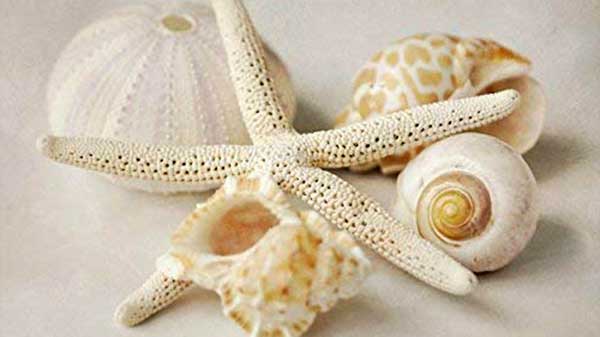 sea shell art