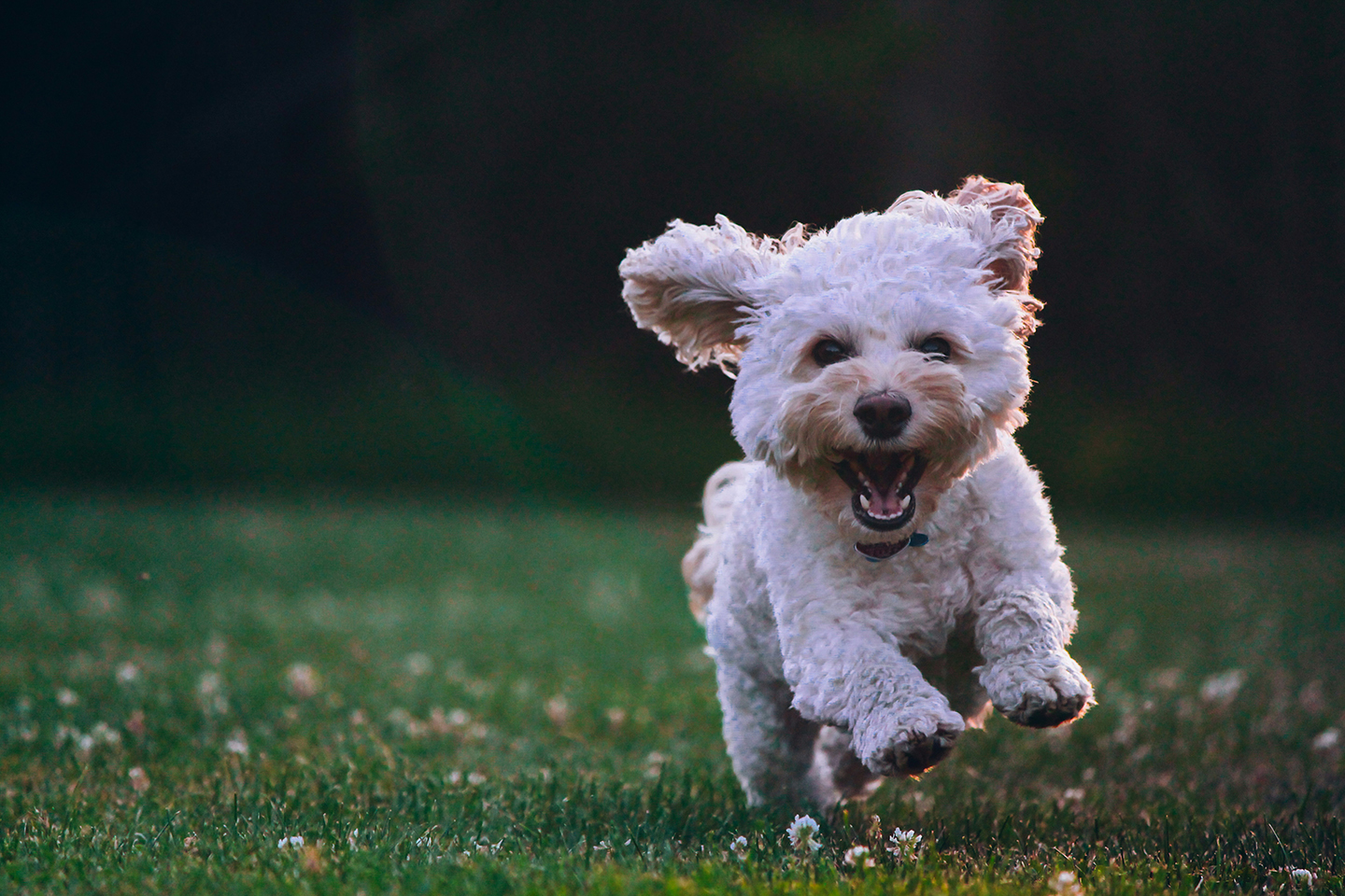 Happy dog on canvas