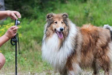 Turn Your Pet Pics into Pawsome Canvas Art