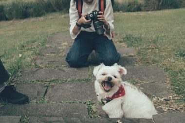 HOW TO TAKE PHOTOS OF YOUR PETS