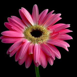 Pink Gerbera canvas art