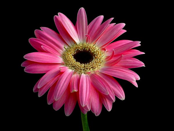 Pink Gerbera canvas art