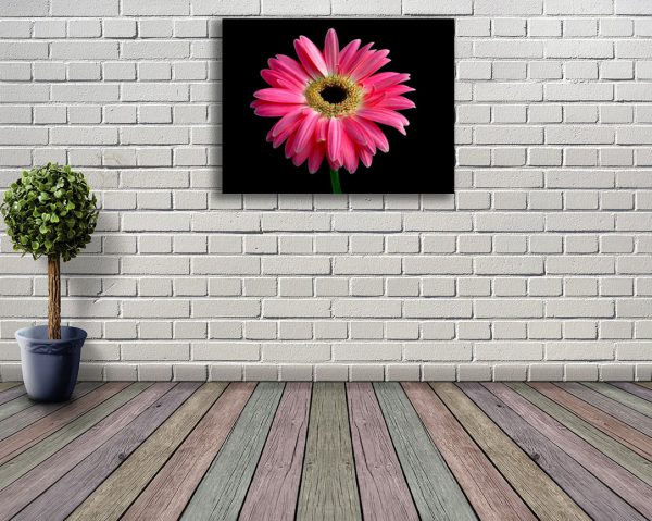 gerbera flower on canvas