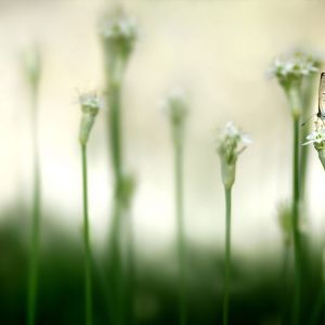 Butterfly Flower