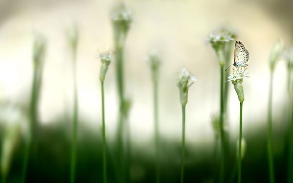 Butterfly Flower