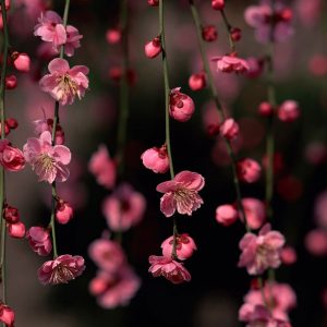 Flowering cherry