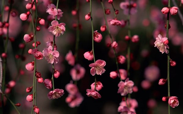 Flowering cherry