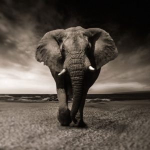 Nelliy Elephant