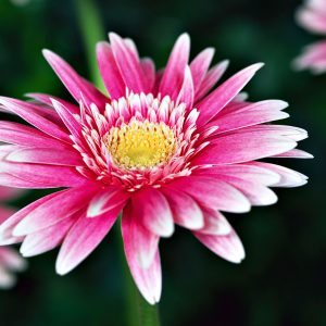 White & Pink Gerbera