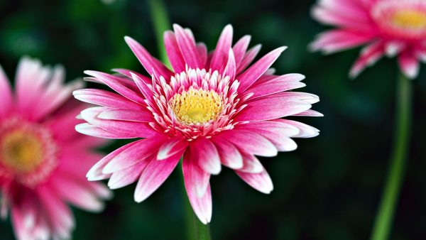 White & Pink Gerbera