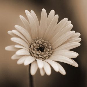 Sepia Gerbera Daisy Art