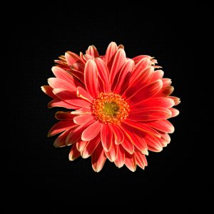 Gerber Daisy canvas Wall art