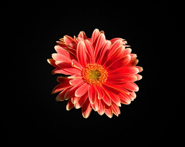 Gerber Daisy canvas Wall art