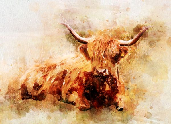highland cow canvas art