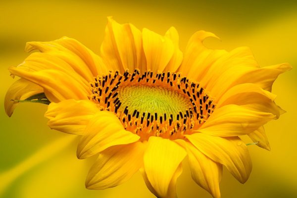 Sunflower Wall Art