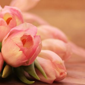 Tulips Blush