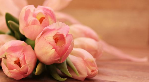 Tulips Blush