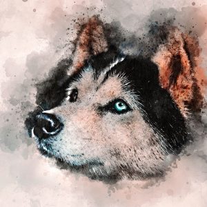 Husky Canvas Art