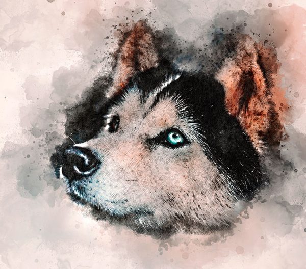 Husky Canvas Art