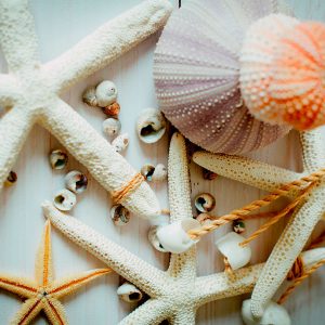 sea shells and starfish canvas art