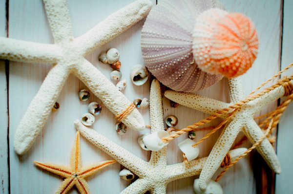 sea shells and starfish canvas art