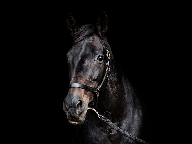 equestrian canvas art prints